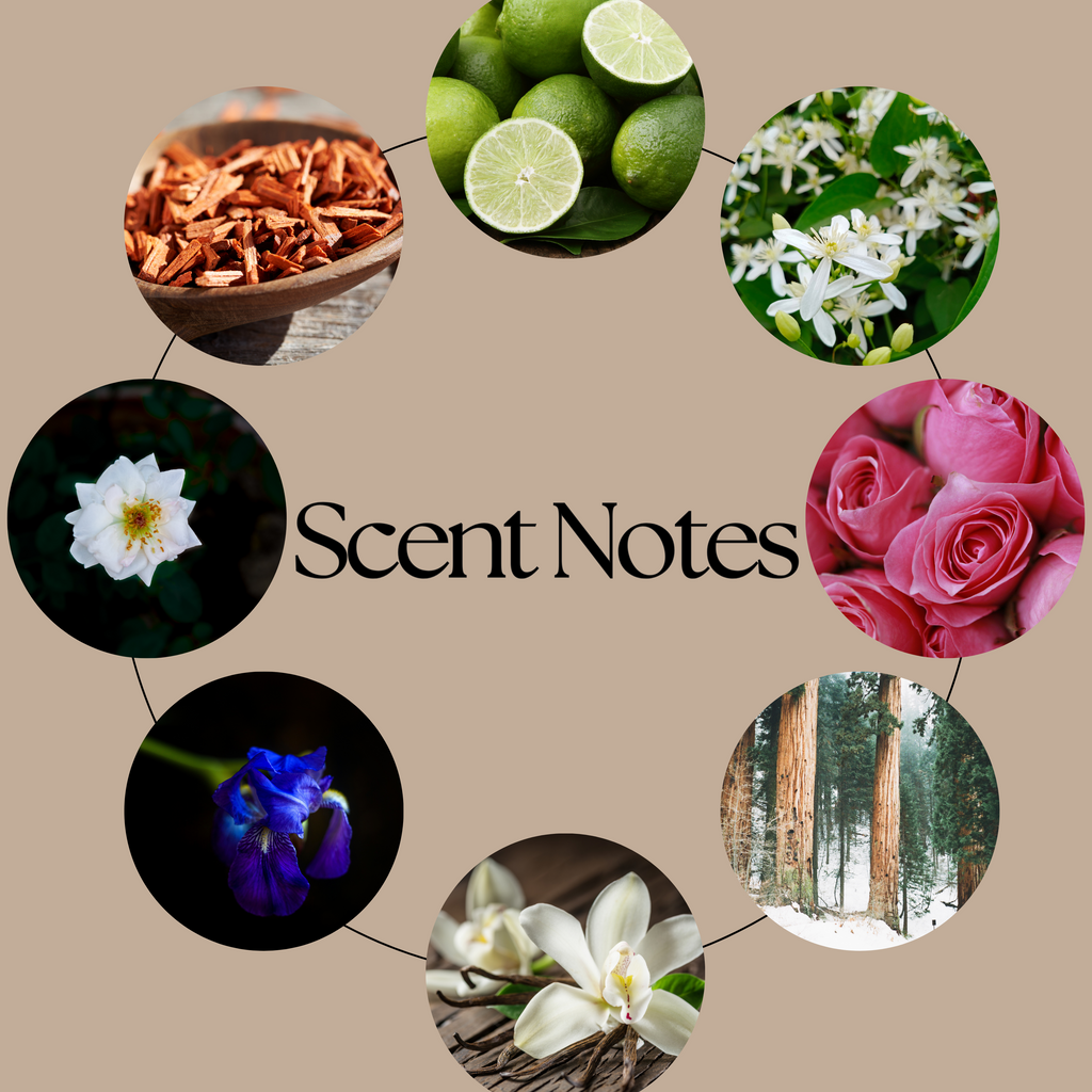 Baby Mine wax melt scent-profile graphic featuring rose, violet, heliotrope, smooth woods, vanilla and musk.