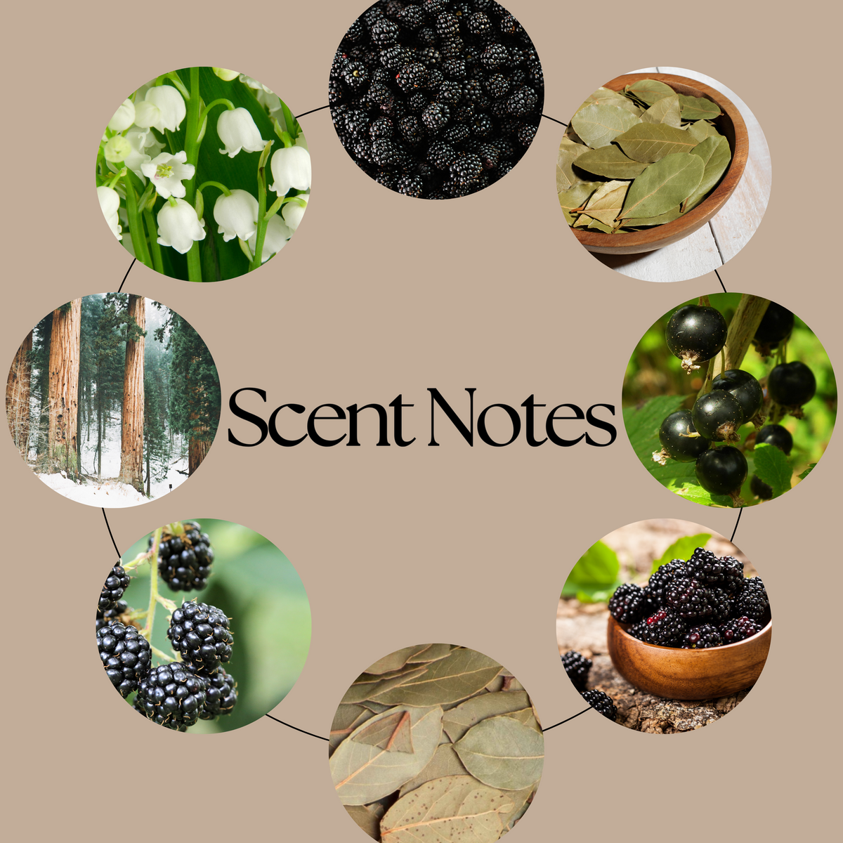 A circular graphic on a warm beige background with the text 'Scent Notes' in the center. Around the text are eight circular photos showing botanical and natural  scents of blackberries, bay leaf, woods, berries and lily of the valley. 