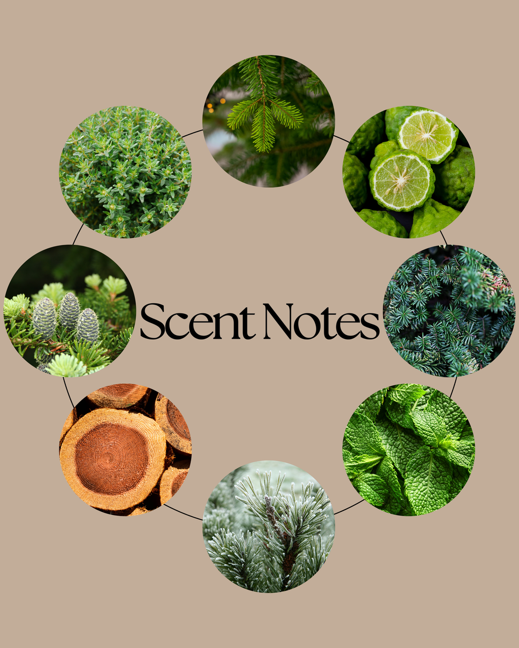 Christmas Tree wax melt scent-notes image featuring evergreen branches, bergamot, mint, thyme, frosted pine and warm woods to represent its fresh, woody festive fragrance.