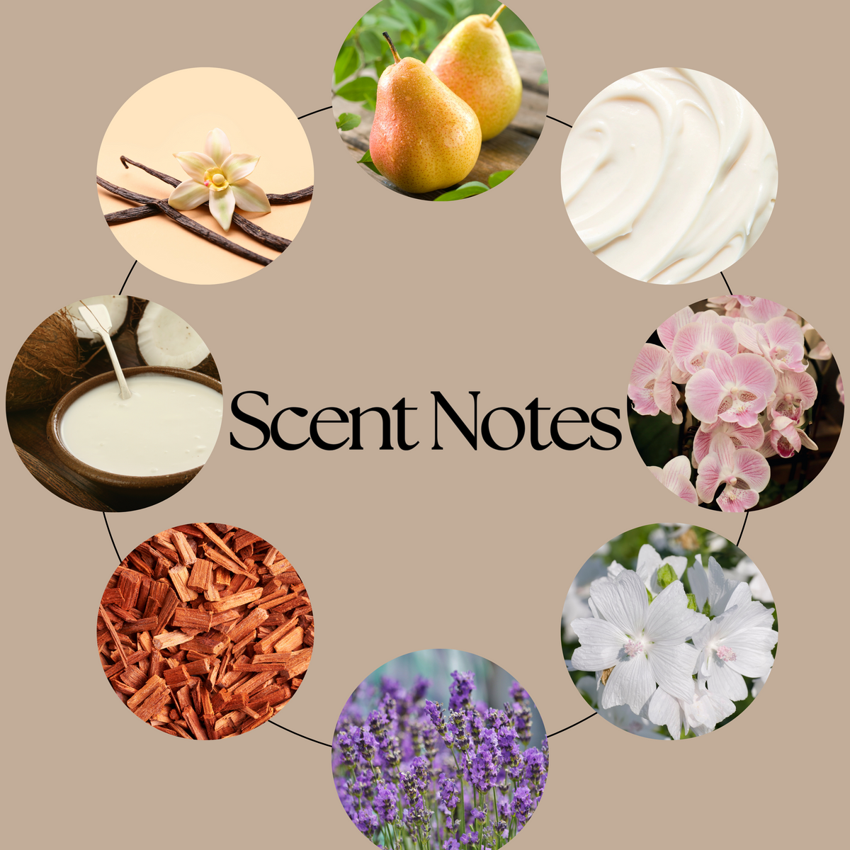 Darcy Vega Zodiac Academy wax melt scent notes graphic, with circular photographs of pears, whipped cream, pink orchids, white flowers, lavender, sandalwood chips, coconut milk and vanilla pods surrounding “Scent Notes” on a warm beige background.
