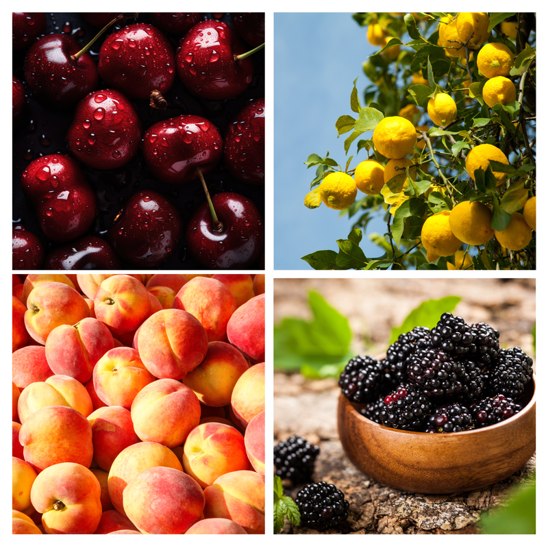 Fresh & Fruity