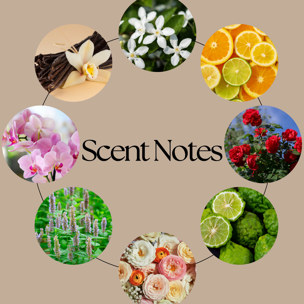 HMS Blossom scent-notes graphic featuring bergamot, citrus, jasmine, rose, orchid, vanilla, amber, patchouli and soft musk imagery on a beige background.