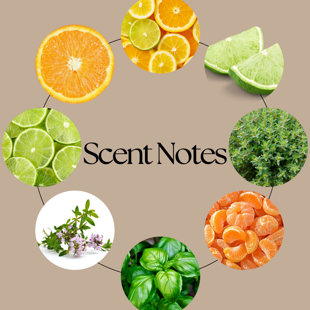 Lime Basil & Mandarin wax melt scent-notes graphic featuring fresh lime, peppery basil, aromatic white thyme and citrus-inspired imagery on a neutral beige background.