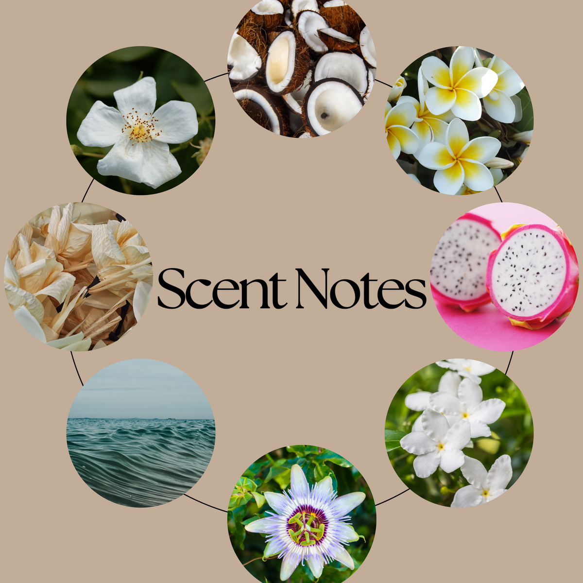 Malibu tropical wax melt scent-notes graphic featuring coconut, dragonfruit, saltwater, passion flower, frangipani, jasmine, sandalwood and musk imagery on a beige background.