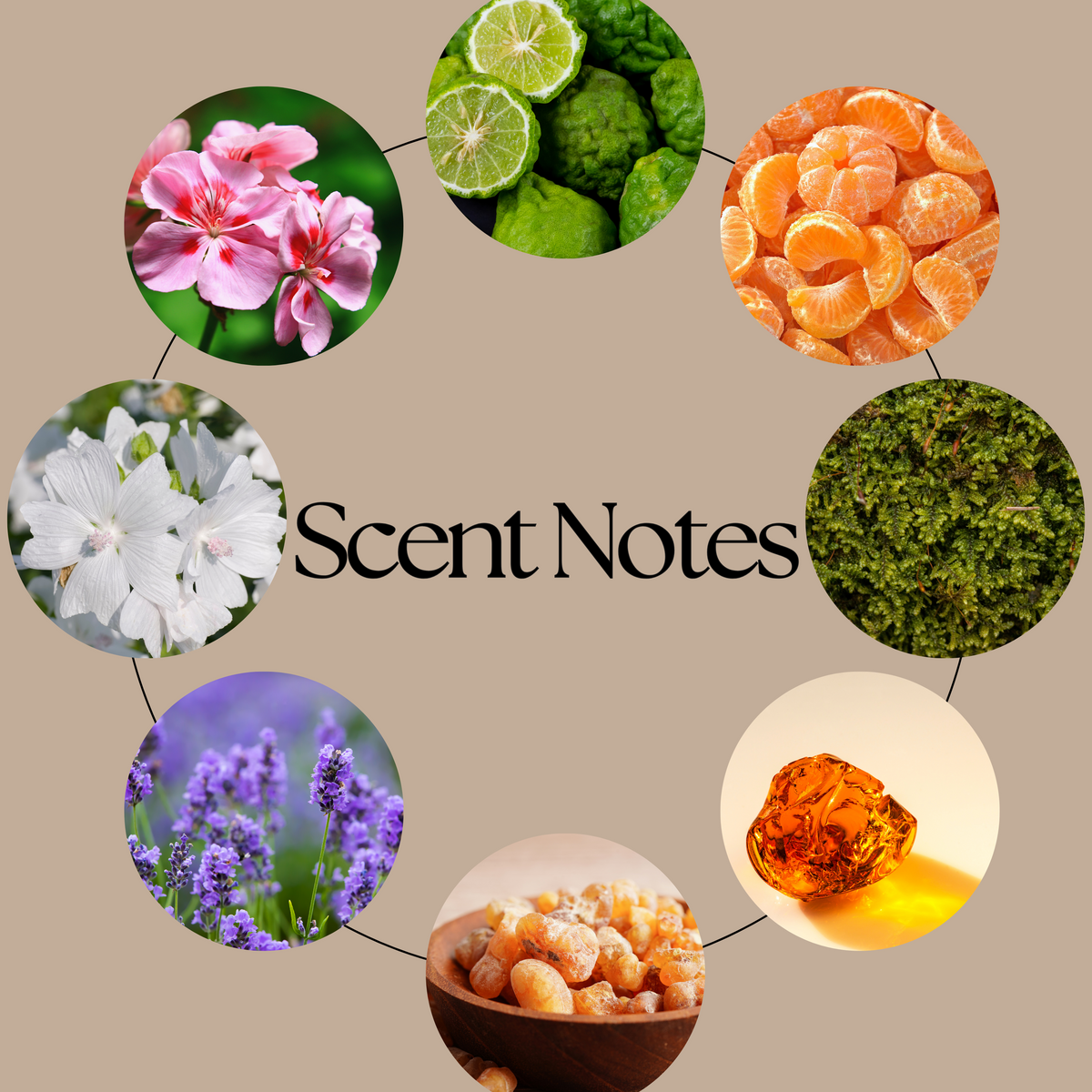 Morally Grey scent-notes graphic featuring bergamot, mandarin, geranium, lavender, patchouli, moss, amber and musk imagery on a neutral beige background.