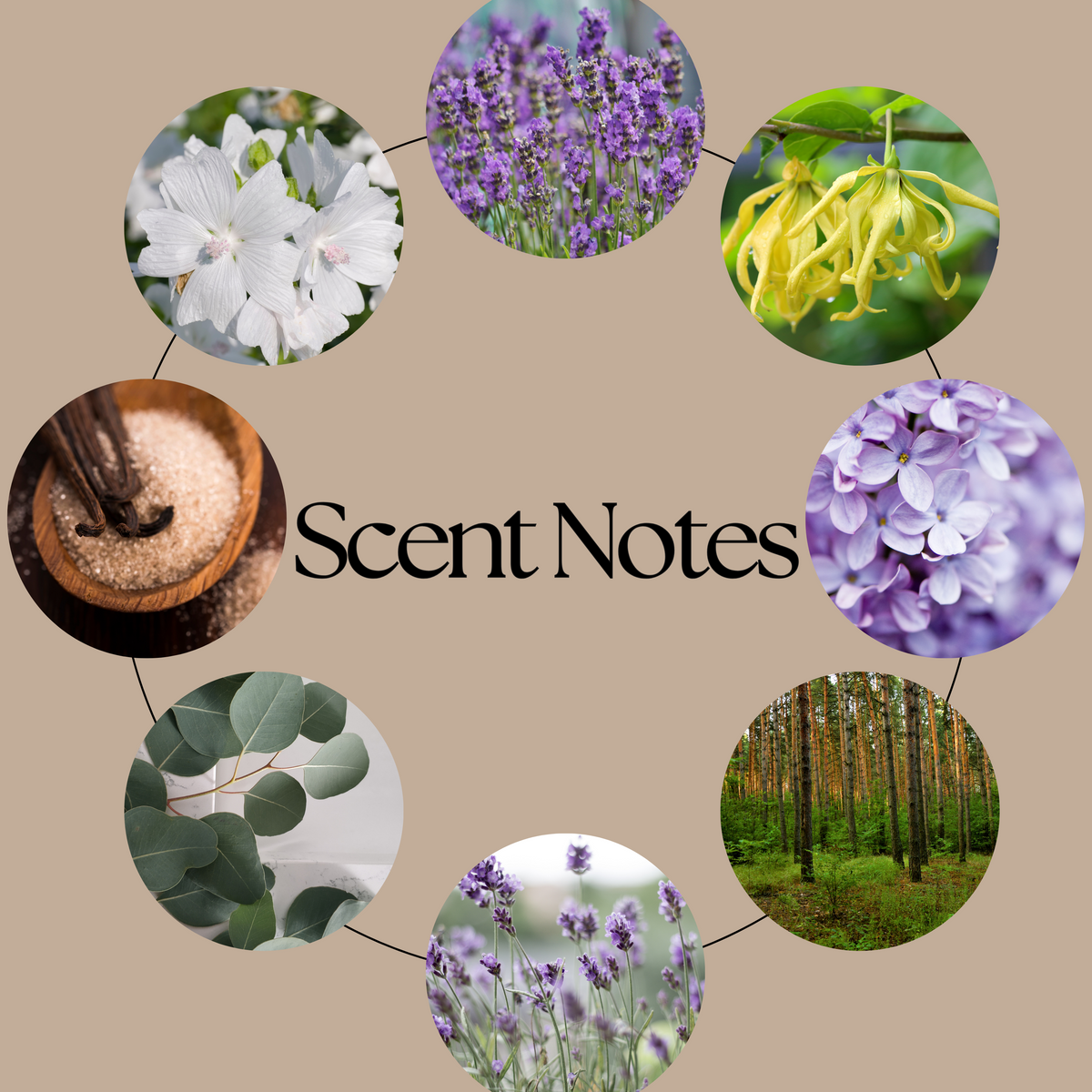 One More Chapter scent-notes graphic featuring lavender, lilac, eucalyptus, ylang ylang, warm woods, white musk and sugared vanilla imagery on a beige background.