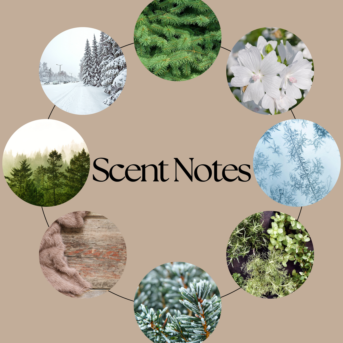 A circular graphic on a beige background with the text 'Scent Notes' in the center and eight circular photos around it showing winter forest scenes, evergreen needles, white flowers, snowflakes, pine trees, wood texture, and moss. This appears to be a scent/fragrance notes board or digital concept image rather than a physical product photo.