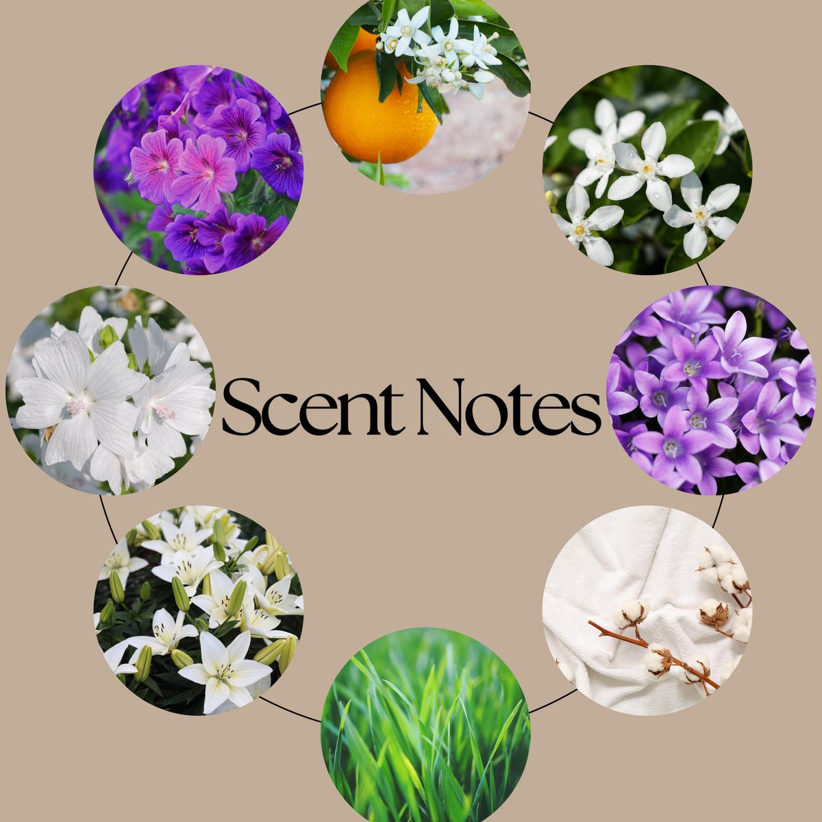A circular graphic on a warm beige background with the text 'Scent Notes' in the center. Around the text are eight circular photos of botanical elements: purple flowers, a small orange fruit, white blossoms, white flowers, green grass, white fabric with cotton stems, and more.