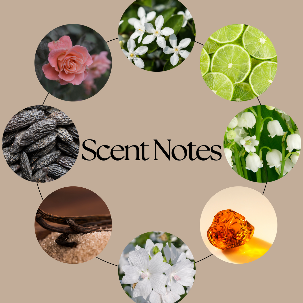 The Cleaning Fairy scent-notes graphic featuring lime, rose, jasmine, lily of the valley, tonka bean, musk, vanilla and amber imagery on a beige background.