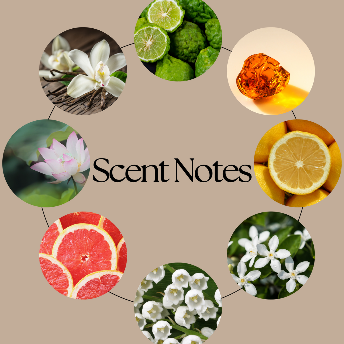 The Femme Fatale fragrance-notes graphic showing citrus, water fruits, lotus blossom, jasmine, rose, patchouli, amber, musk and vanilla.