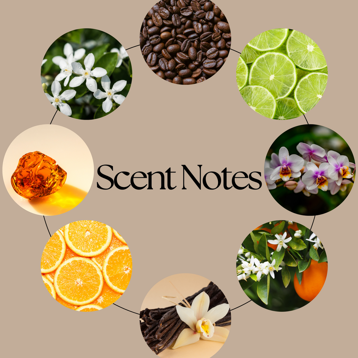 Tory Vega scent notes graphic on beige, with circular photographs of coffee beans, lime, orchids, orange blossom, vanilla, oranges, amber resin and white flowers.