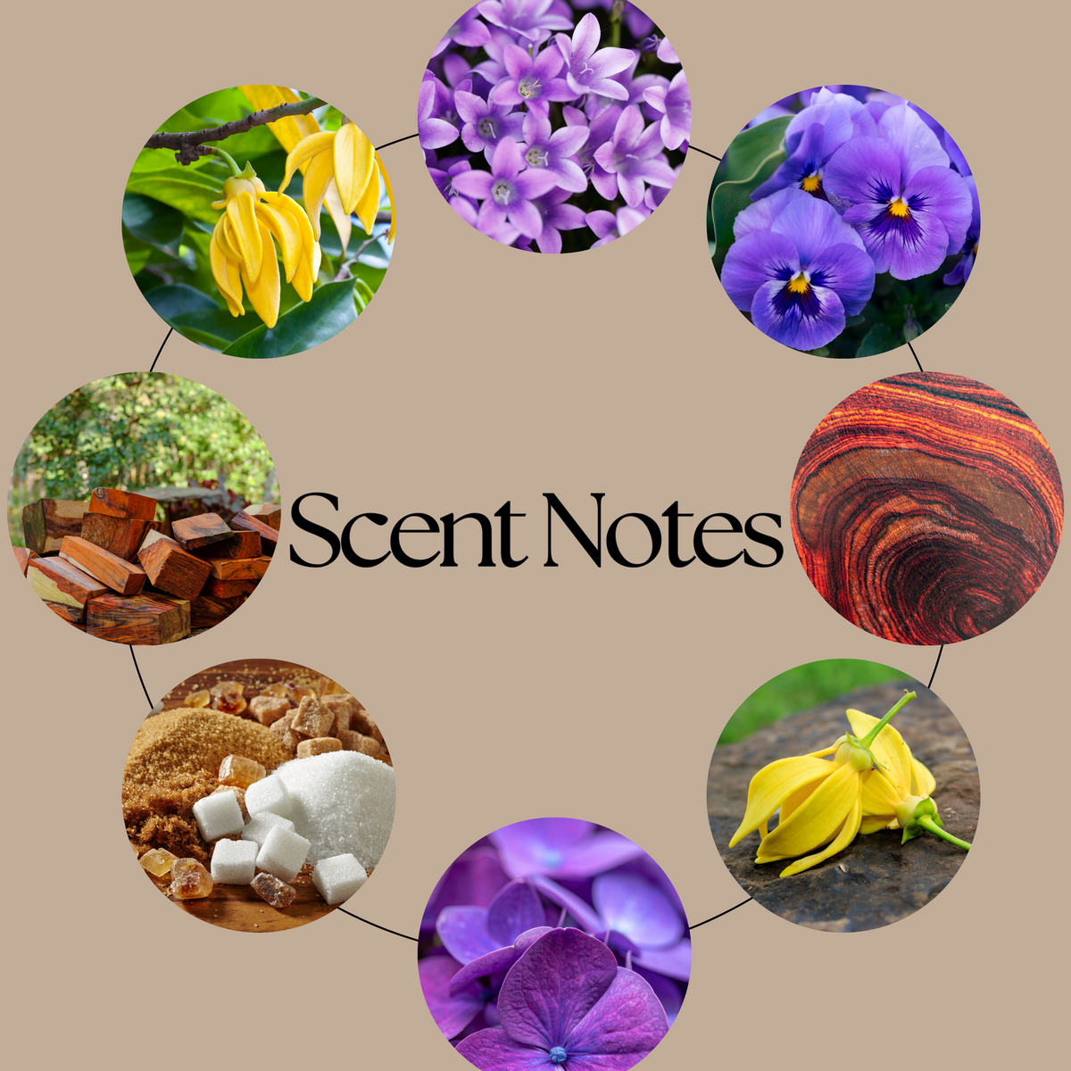 Violence wax melt scent-notes graphic featuring fresh violet leaf, warm rosewood and ylang ylang imagery on a neutral beige background.