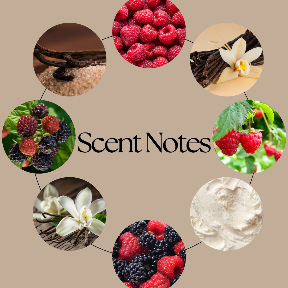 A circular graphic on a beige background labeled 'Scent Notes' with eight circular photos of scent ingredients, including raspberries, blackberries, vanilla beans, white flowers, and cream, arranged in a ring.